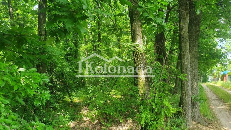 Plac u hrastovoj šumi, Babe, Sopot, Kosmaj ID#5721